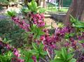 Daphne Mezereum